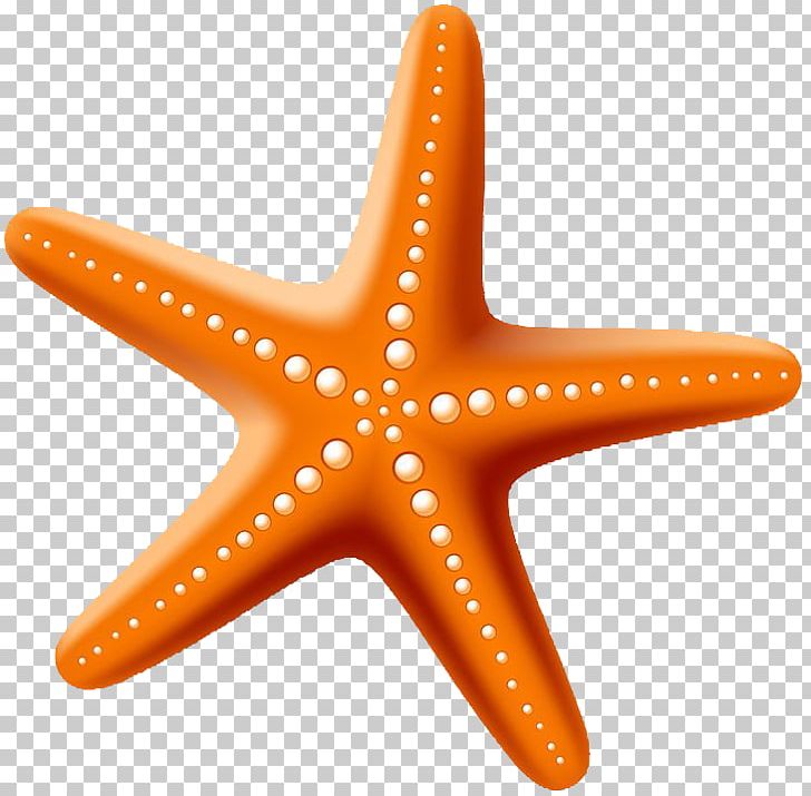 Starfish Drawing Stock Photography PNG, Clipart, Animals, Drawing, Echinoderm, Invertebrate, Kinder Logo Free PNG Download