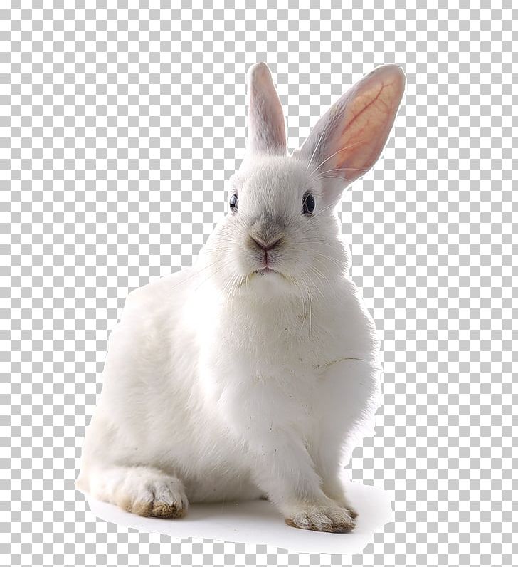 Californian Rabbit Domestic Rabbit Flemish Giant Rabbit Hare Dog PNG, Clipart, Animal, Animals, Cage, Desktop Wallpaper, Dwarf Rabbit Free PNG Download