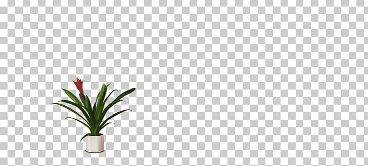 Cut Flowers Grasses Plant Stem Flowerpot Leaf PNG, Clipart, Cut Flowers, Family, Flora, Flower, Flowering Plant Free PNG Download