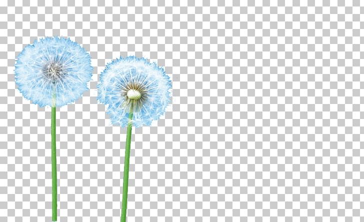 Dandelion PNG, Clipart, Blue, Dandelion, Dandelion Vector, Flower, Flowers Free PNG Download