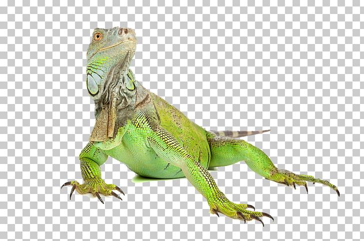 Green Iguana Lizard Reptile PNG, Clipart, Animals, Axolotl, Common Iguanas, Computer Icons, Fauna Free PNG Download