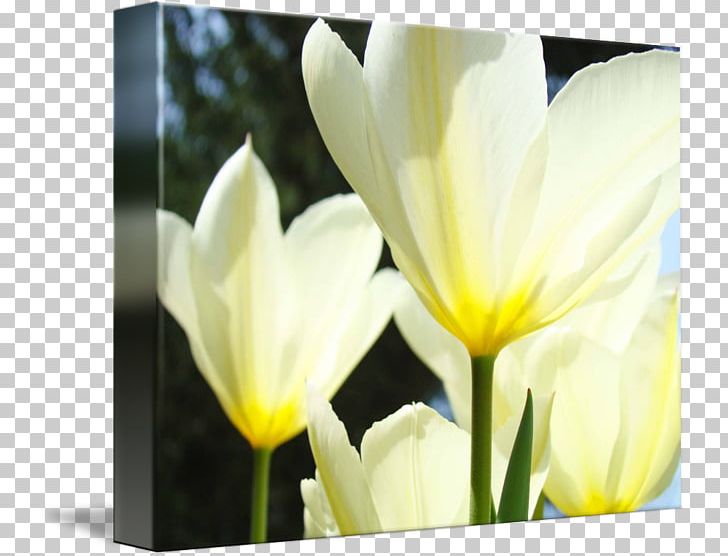 Tulip YouTube Flower Yellow PNG, Clipart, Computer Wallpaper, Crocus, Ecard, Flower, Flowering Plant Free PNG Download