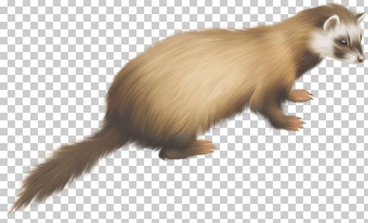 Ferret Dog Goose PNG, Clipart, Animals, Blackfooted Ferret, Burrow, Carnivoran, Drawing Free PNG Download