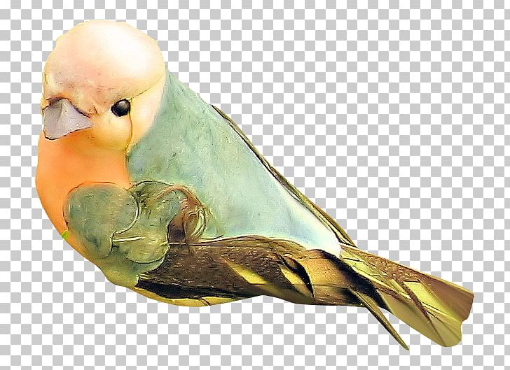 Lovebird Feather Beak Parakeet PNG, Clipart, Animals, Beak, Bird, Birds, Bird Supply Free PNG Download