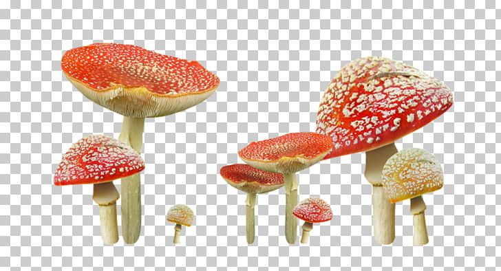 Mushroom PNG, Clipart, Adobe Illustrator, Auglis, Clip Art, Computer Software, Cute Free PNG Download