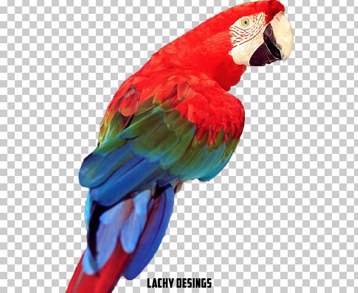 Budgerigar Lovebird Cockatiel True Parrot PNG, Clipart, 8k Resolution, Animal, Animals, Australian King Parrot, Beak Free PNG Download