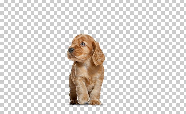 Field Spaniel English Cocker Spaniel American Cocker Spaniel Sussex Spaniel Cockapoo PNG, Clipart, American Cocker Spaniel, Breed, Carnivoran, Cockapoo, Cocker Spaniel Free PNG Download