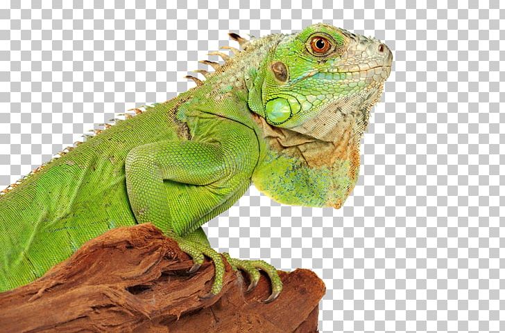 Lizard Green Iguana Reptile PNG, Clipart, Animal, Animals, Bearded Dragons, Central Bearded Dragon, Chameleons Free PNG Download