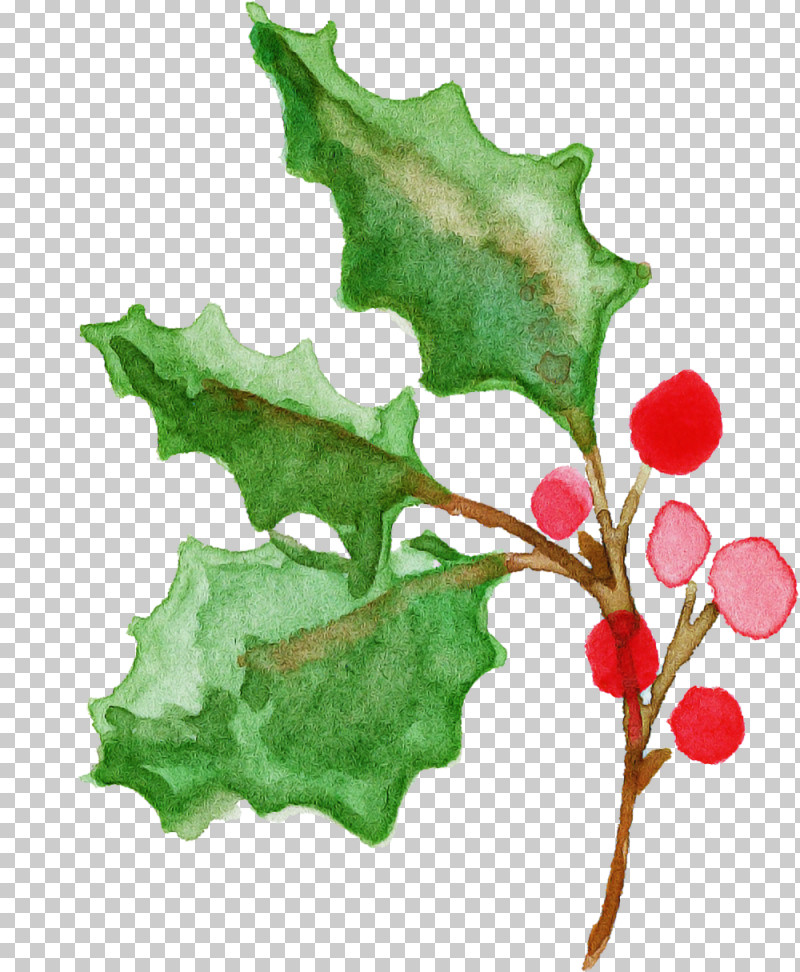 Holly PNG, Clipart, American Holly, Black Maple, Flower, Holly, Hollyleaf Cherry Free PNG Download