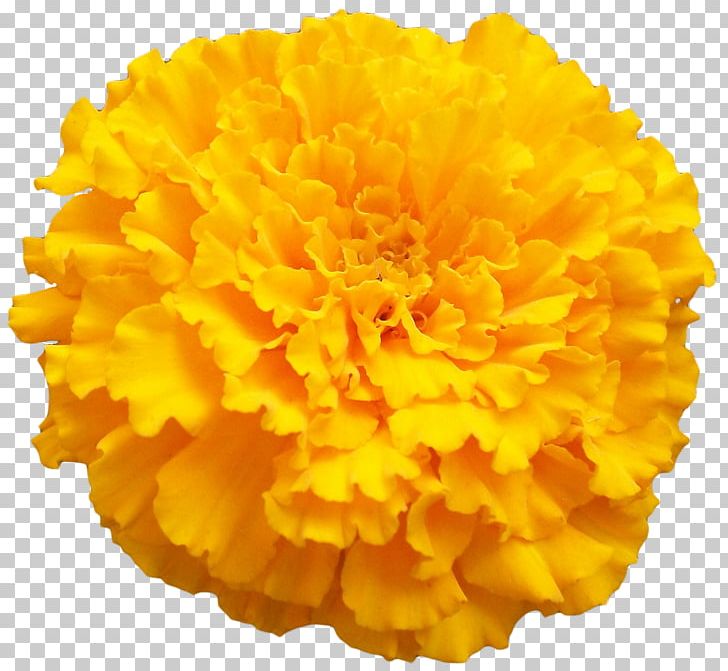 Mexican Marigold PNG, Clipart, Calendula, Clip Art, Color, Day Of The Dead, Flower Free PNG Download