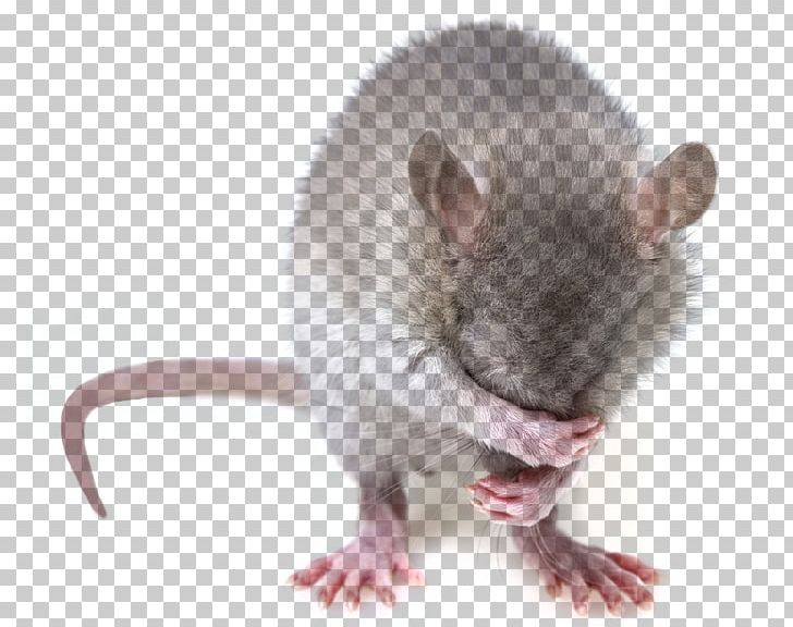 Rat Mouse Gerbil North District PNG, Clipart, Animals, Business, Dormouse, Fauna, Flea Free PNG Download