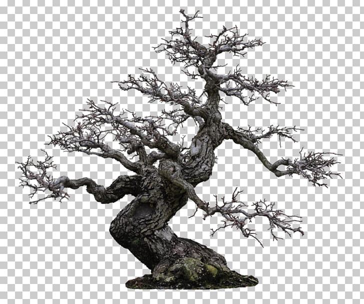 Bonsai Tree Japanese Garden 盆栽世界 PNG, Clipart, 1080p, Agaclar, Bonsai, Branch, Desktop Wallpaper Free PNG Download