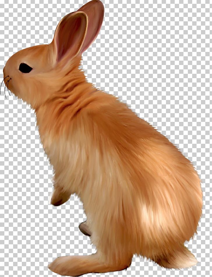 Domestic Rabbit Hare Dog Whiskers Mammal PNG, Clipart, Animal, Animals, Breed, Canidae, Dog Free PNG Download