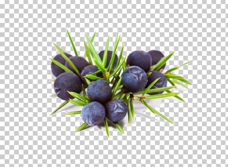 Juniper Berry Gin Common Juniper Essential Oil PNG, Clipart, Berry, Common Juniper, Coriander, Essential Oil, Flavor Free PNG Download