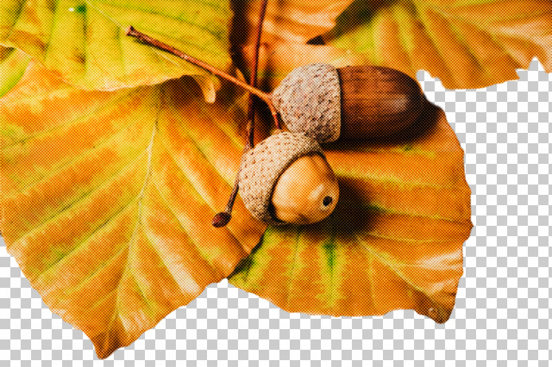 Still Life Photography Leaf Still Life Acorn 0jc PNG, Clipart, Acorn, Biology, Fruit, Leaf, New Yorks 3rd Congressional District Free PNG Download