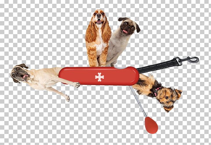 Dog Breed Puppy Pug Leash Cat PNG, Clipart,  Free PNG Download