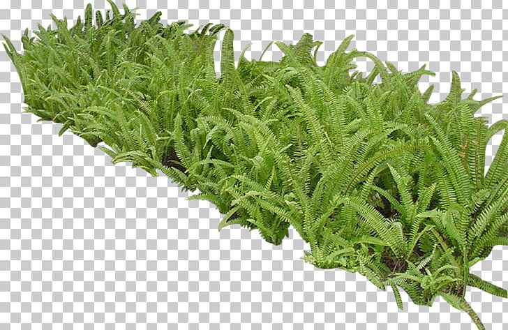 Lawn Texture Mapping Flower Garden PNG, Clipart, 3d Computer Graphics, Aloe, Aloe Plant, Aloe Vera, Aloe Vera Crush Free PNG Download
