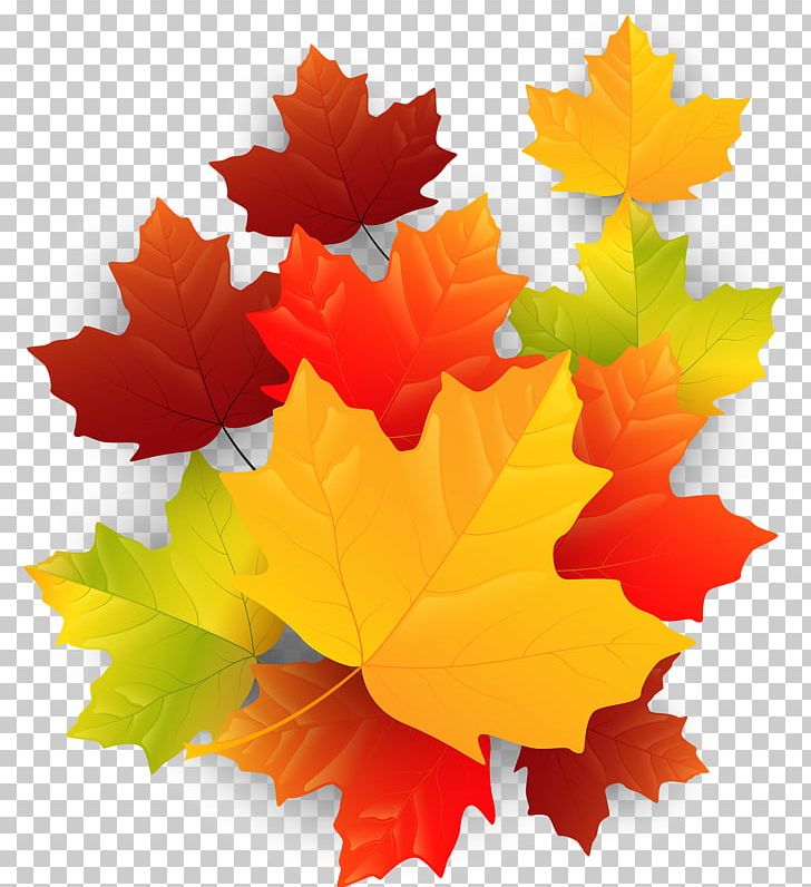 Maple Leaf PNG, Clipart, Autumn, Download, Flowering Plant, Leaf, Maple Free PNG Download