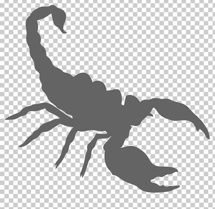 Scorpion Portable Network Graphics Scalable Graphics PNG, Clipart, Arachnid, Arthropod, Autocad Dxf, Black And White, Dinosaur Free PNG Download