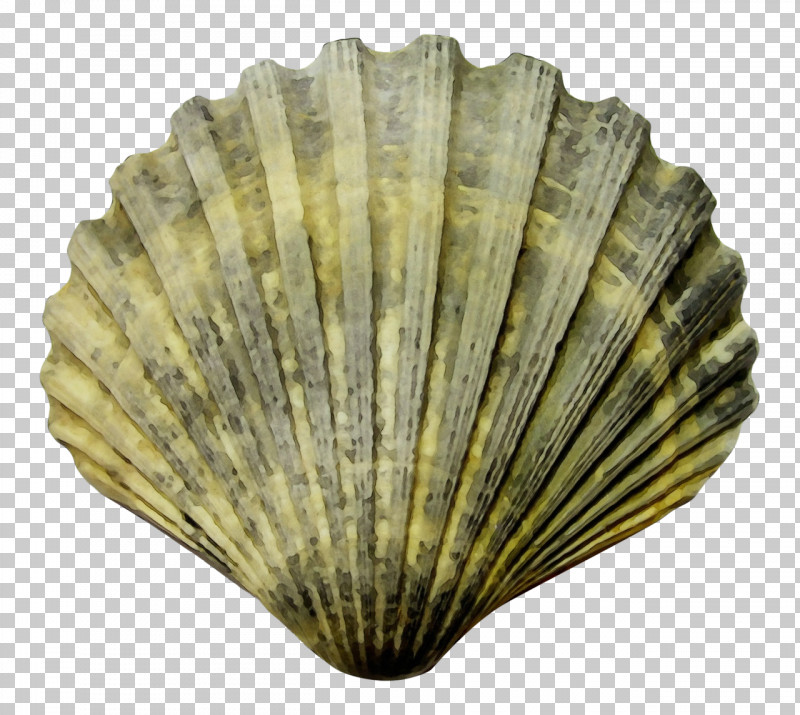 Cockle Painting Drawing Seashell Bivalvia PNG, Clipart, Bivalvia, Blog, Cartoon, Cockle, Drawing Free PNG Download