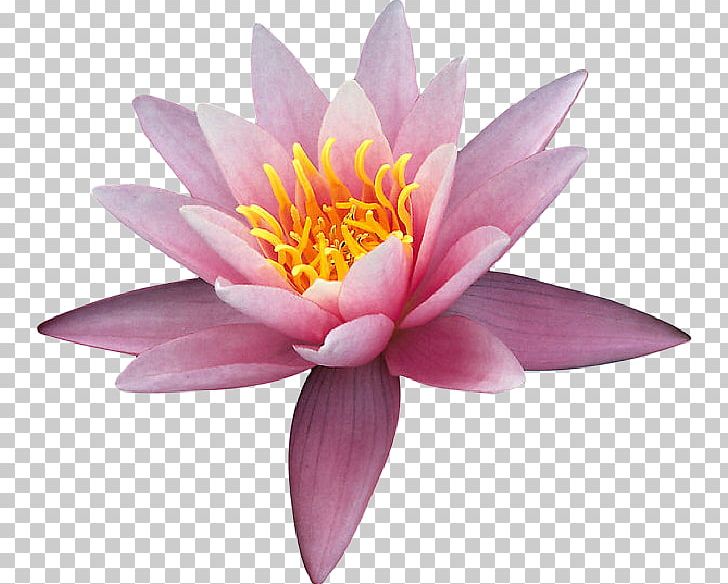 Sacred Lotus Flower Aquatic Plant PNG, Clipart, Animated Film, Aquatic Plant, Blog, Flora, Flower Free PNG Download