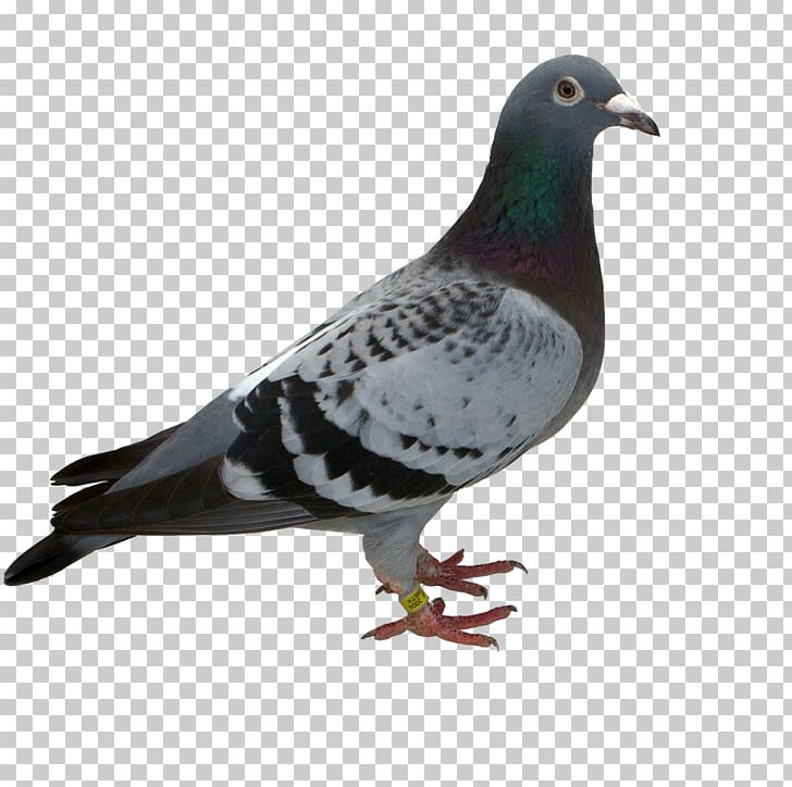 Stock Dove Columbidae Beak Feather PNG, Clipart, Animals, Beak, Bird, Columbidae, Feather Free PNG Download