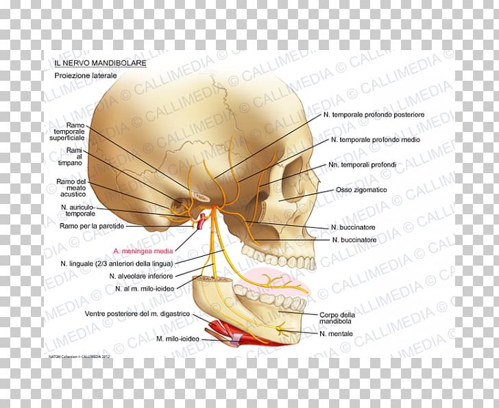 Ear Mandibular Nerve Auriculotemporal Nerve Infraorbital Nerve PNG, Clipart, Bone, Diagram, Digastric Muscle, Ear, Head Free PNG Download