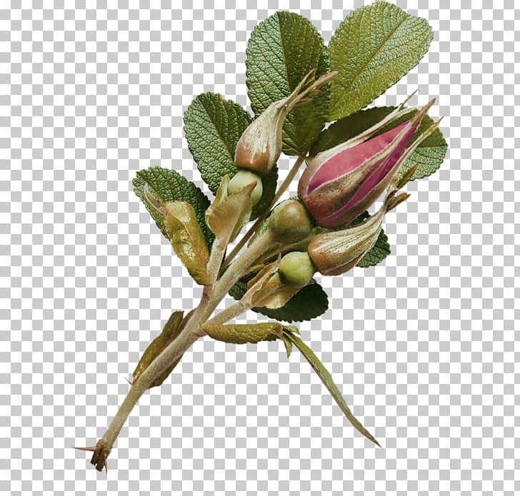 Garden Roses Flower Bud PNG, Clipart, 2017, Author, Branch, Bud, Flower Free PNG Download