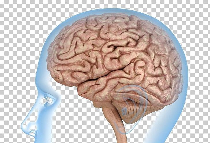 Human Brain Anatomy Human Body Knee Png Clipart 3d Computer