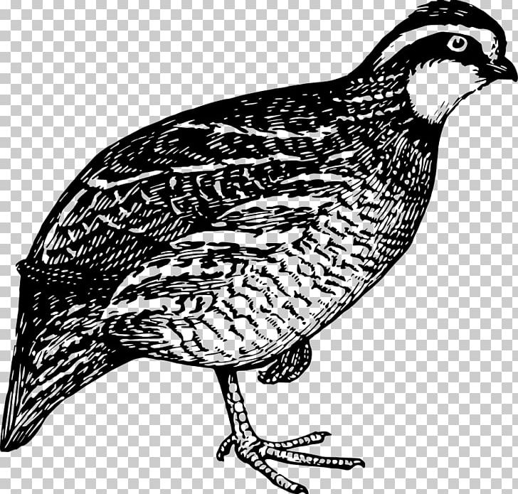 Quail Hunting Bird PNG, Clipart, Animals, Beak, Bird, Bird Nest, Black And White Free PNG Download
