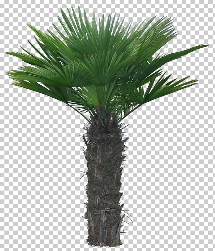 Arecaceae PNG, Clipart, Arecales, Autumn Tree, Borassus Flabellifer, Christmas Tree, Coconut Free PNG Download