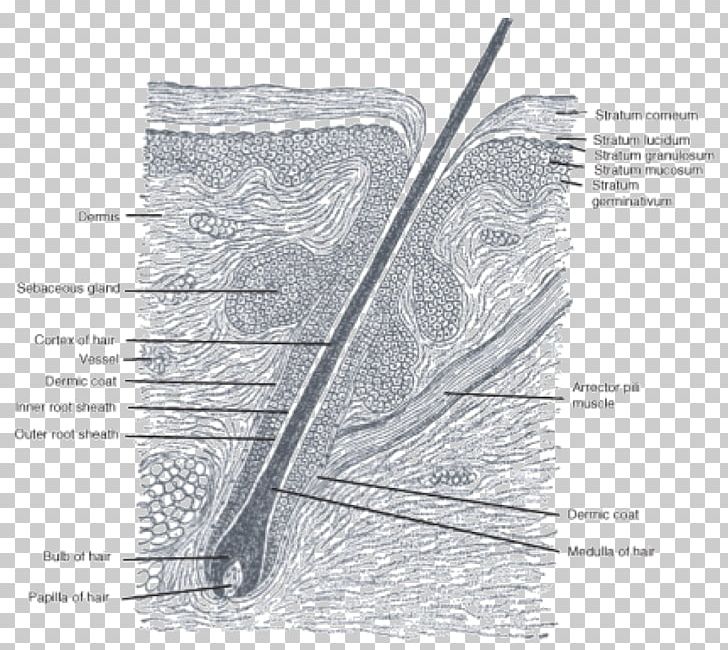 Hair Follicle Anatomy Sebaceous Gland Matrix Png Clipart Anatomy