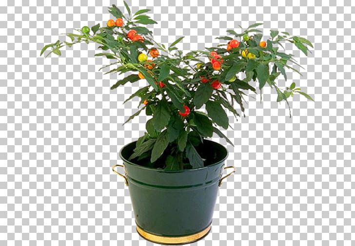 Penjing Houseplant Flowerpot Tree PNG, Clipart, Botany, Cactaceae, Evergreen, Flower, Flowering Plant Free PNG Download