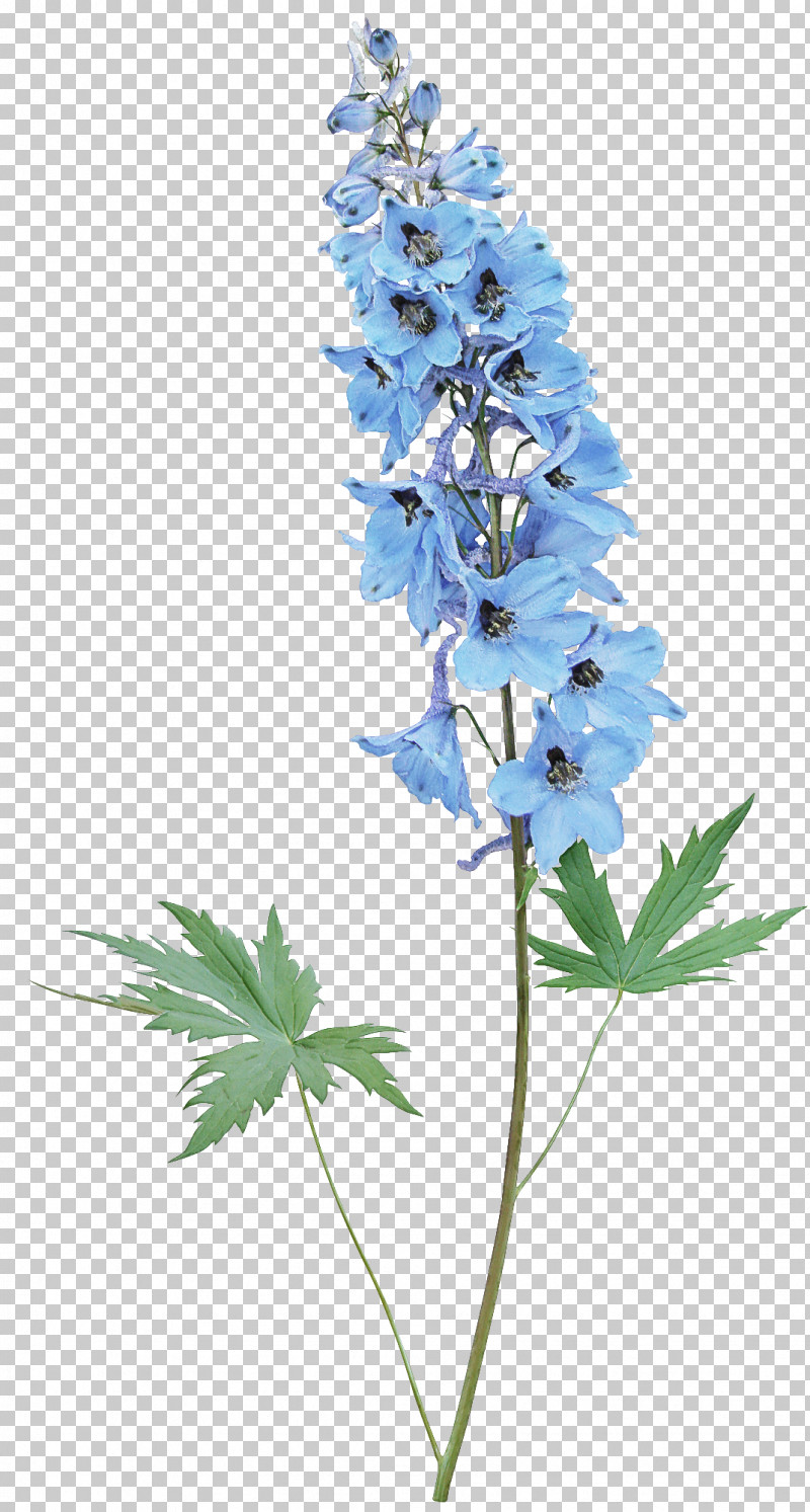 Flower Plant Delphinium Monkshood Wildflower PNG, Clipart, Bellflower, Delphinium, Flower, Hyssopus, Monkshood Free PNG Download