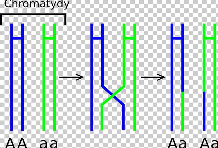 Chromosomal Crossover Meiosis Chromosome Prophase Genetics PNG, Clipart, Angle, Area, Autosome, Biology, Blue Free PNG Download