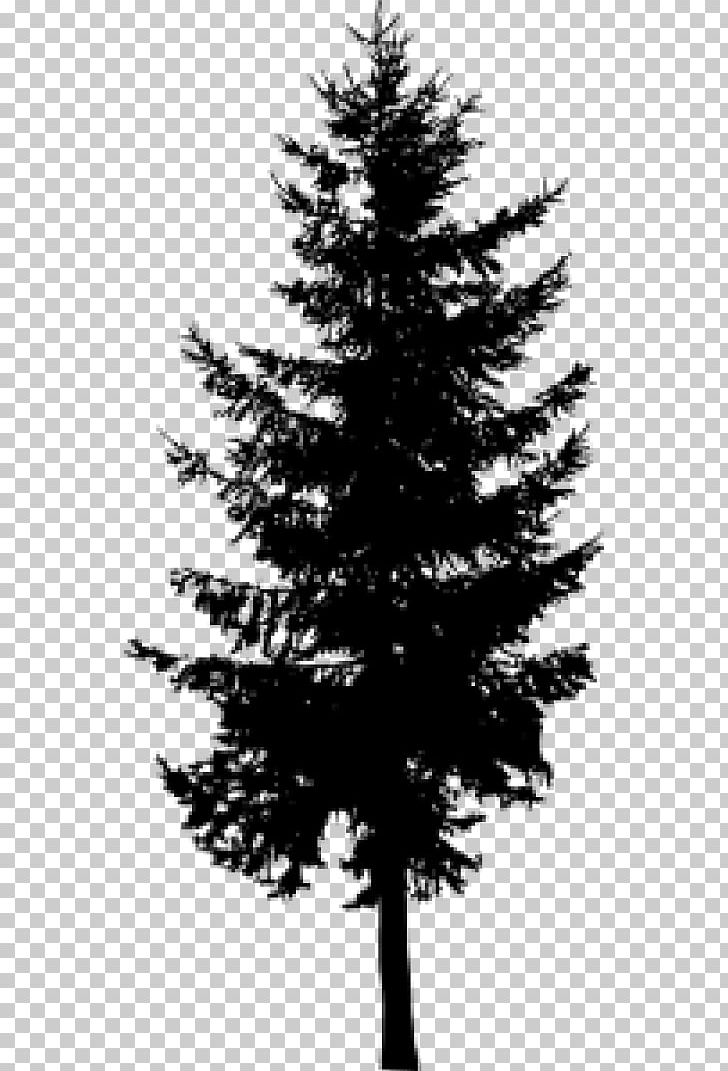 Pine Larch Evergreen Silhouette Tree PNG, Clipart, Animals, Black And White, Blue Spruce, Branch, Cedar Free PNG Download