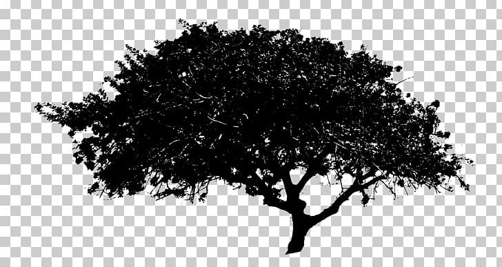 Tree PNG, Clipart, Black And White, Branch, Display Resolution, Download, Monochrome Free PNG Download