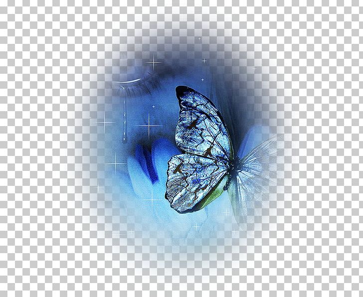 Butterfly Desktop Water Close-up Computer PNG, Clipart, Arthropod, Blue, Butterflies And Moths, Butterfly, Closeup Free PNG Download