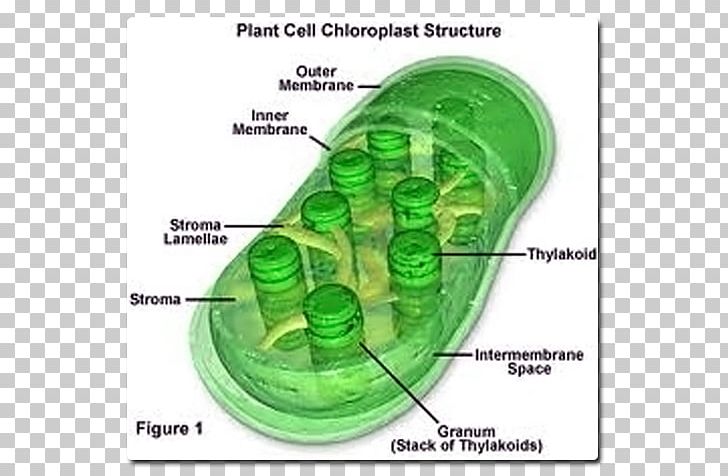 chlorophyll in plants diagram