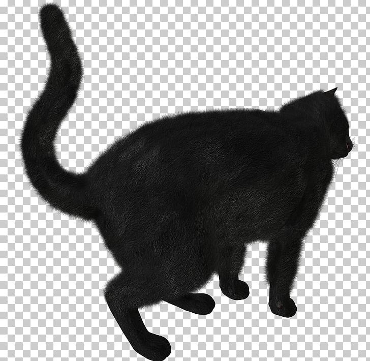 Kitten Black Cat Scottish Fold PNG, Clipart, Animals, Asian, Black, Black And White, Black Cat Free PNG Download