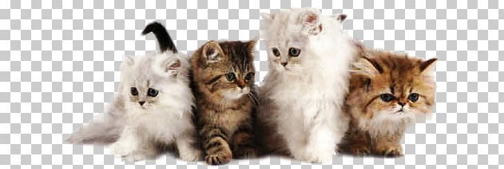 Persian Cat Kitten Desktop Breed Pet PNG, Clipart, Animal, Animals, Carnivoran, Cat, Cat Breed Free PNG Download