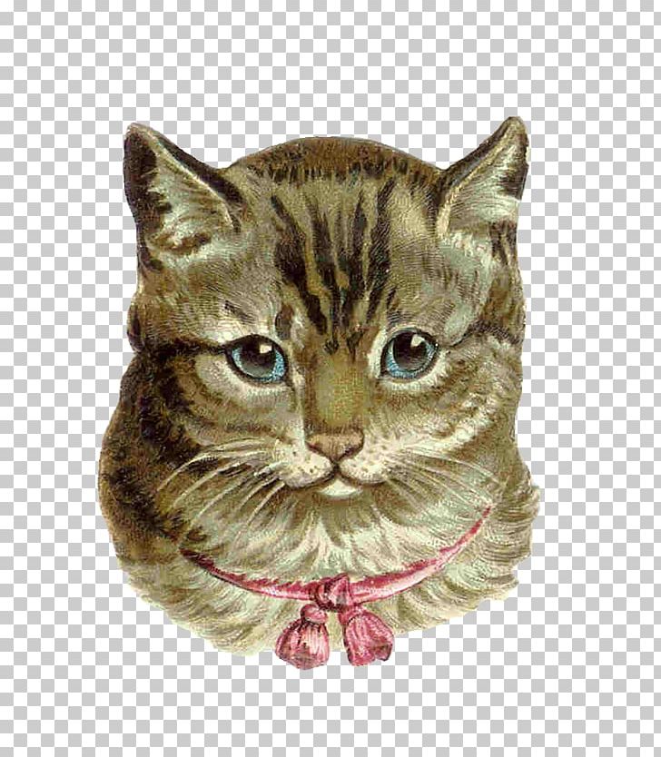Pink Cat Kitten Tabby Cat PNG, Clipart, American Wirehair, Antique, Asian, California Spangled, Carnivoran Free PNG Download