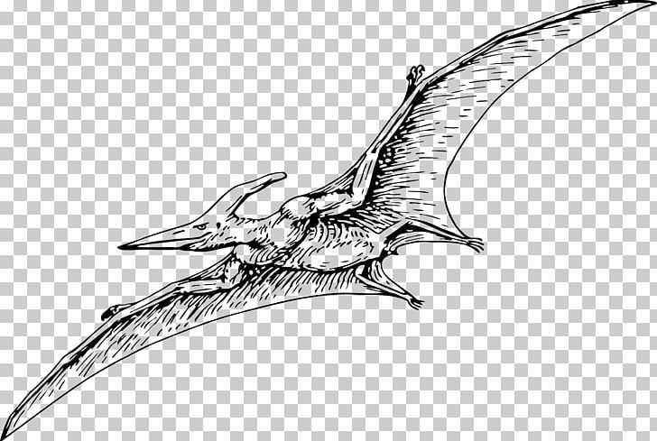 Pterodactyls Stegosaurus Pteranodon Pterosaurs Drawing PNG, Clipart, Artwork, Beak, Bird, Black And White, Body Jewelry Free PNG Download