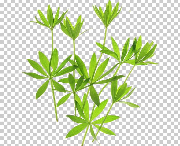 Sweetscented Bedstraw Galium Verum Stock Photography PNG, Clipart, Can Stock Photo, Drawing, Flower, Flowering Plant, Galium Free PNG Download