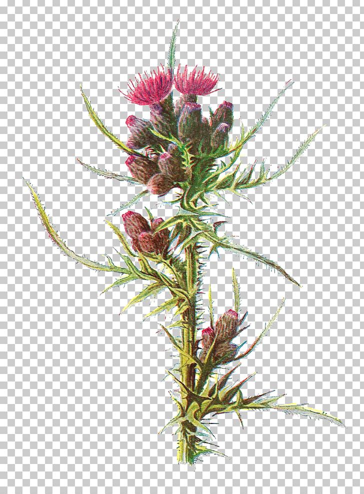 Milk Thistle Familiar Wild Flowers Cirsium Palustre PNG, Clipart, Botanical Illustration, Botany, Cirsium Palustre, Daisy Family, Familiar Free PNG Download