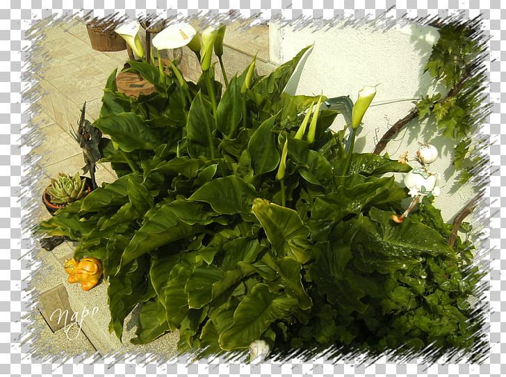 Spring Greens Herb Leaf Vegetable Afro-Ecuadorian PNG, Clipart, Afro Ecuadorian, Arum, Flower, Herb, Leaf Vegetable Free PNG Download