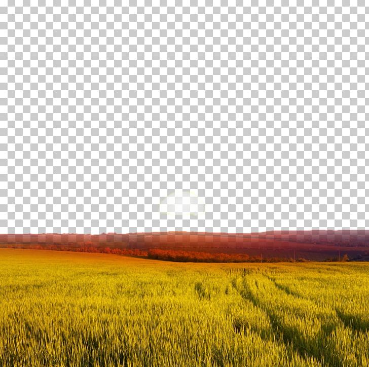 Sunset Wheat Landscape PNG, Clipart, Computer Wallpaper, Crop, Fields, Grass, Natural Free PNG Download