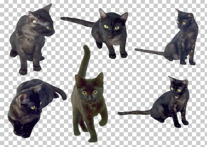 Bombay Cat Korat Burmese Cat Kitten Black Cat PNG, Clipart, Animal, Animals, Black Cat, Bombay, Bombay Cat Free PNG Download
