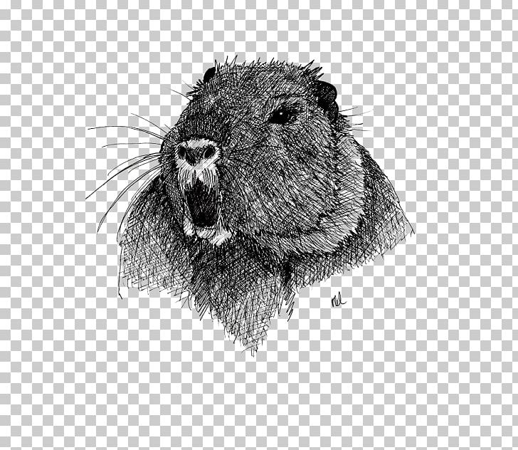 Coypu Beaver Whiskers ADP Analyse Design Planung /m/02csf PNG, Clipart, Animals, Beaver, Black And White, Coypu, Drawing Free PNG Download