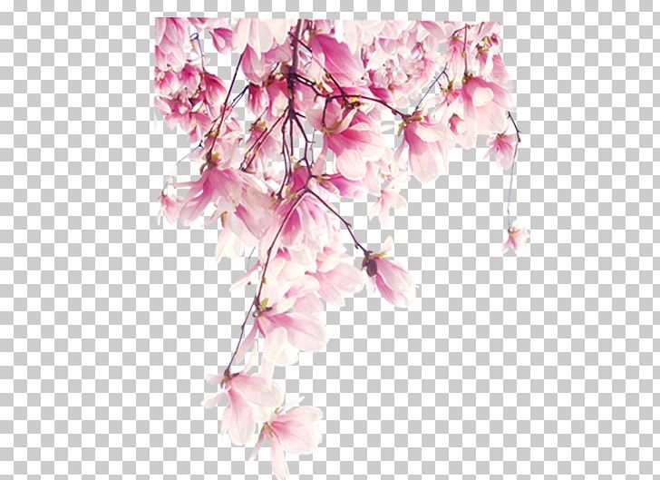 Flower PNG, Clipart, Blossom, Branch, Cherry Blossom, Cut Flowers, Floral Design Free PNG Download